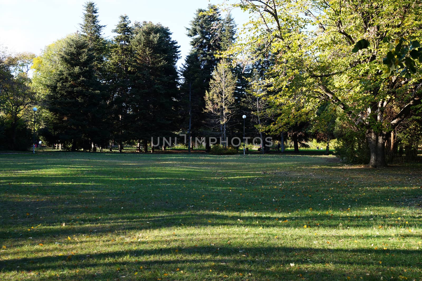 long shadows on a green lawn in an autumn park.