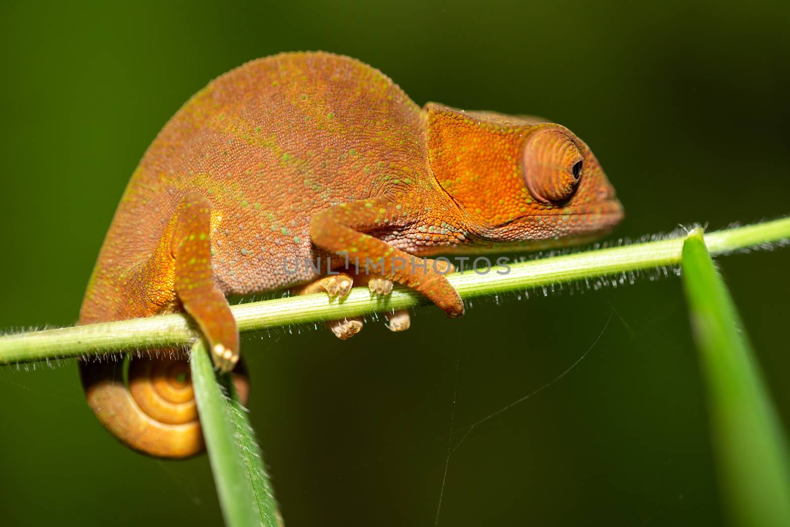 Colorful chameleon in a close-up in the rainforest in Madagascar by 25ehaag6
