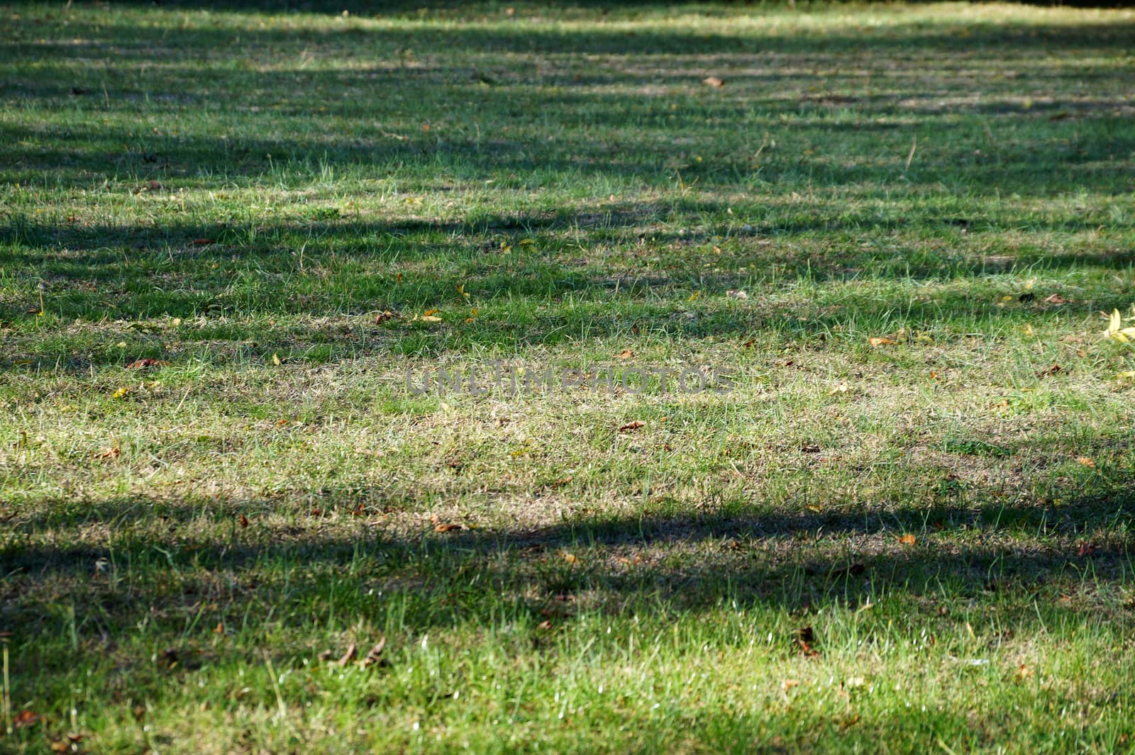 long shadows on a green lawn in an autumn park close-up