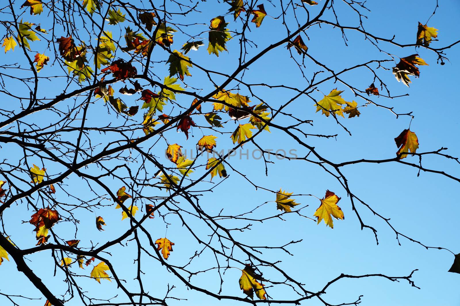 some yellow autumn leaves on bare branches against a blue sky.