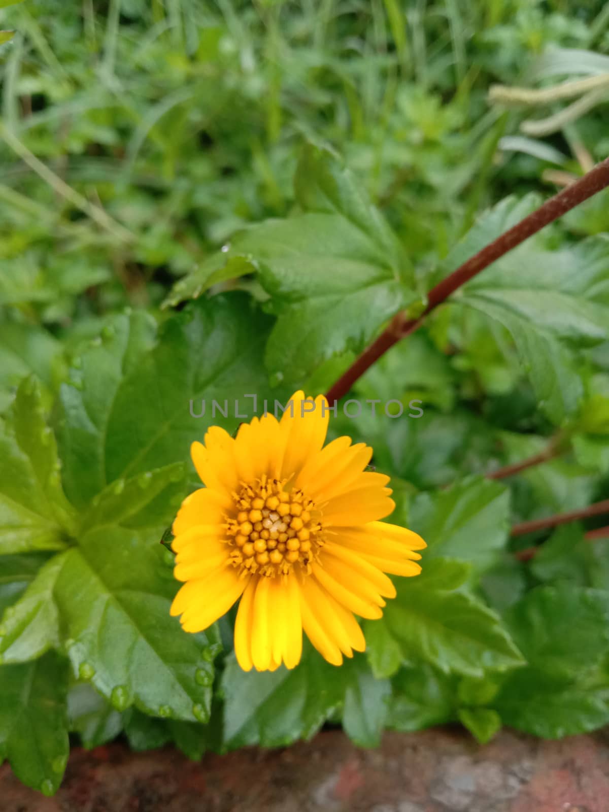 beautiful yellow colored flower with leaf on garden