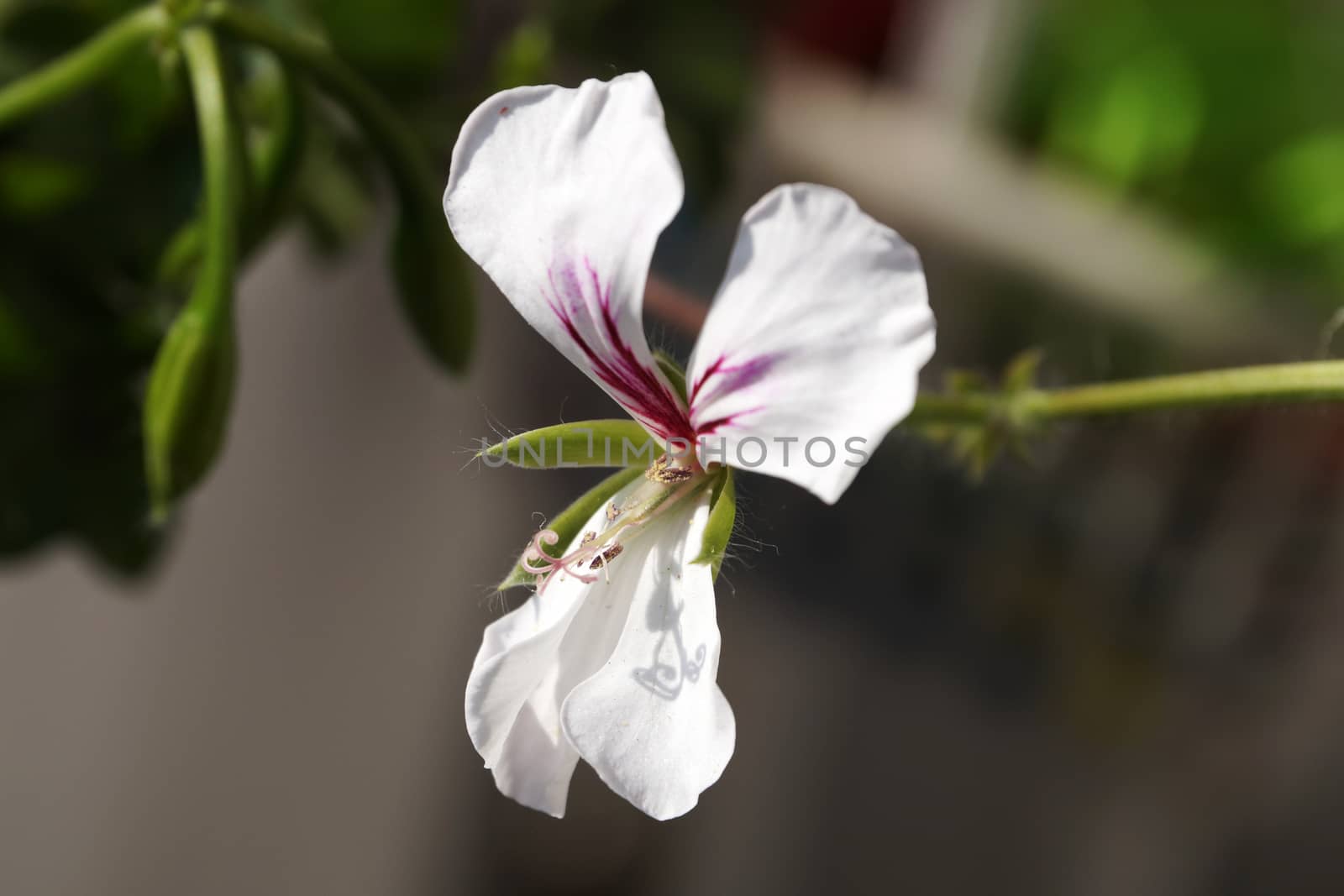 white pelargonium flower close-up on gray background