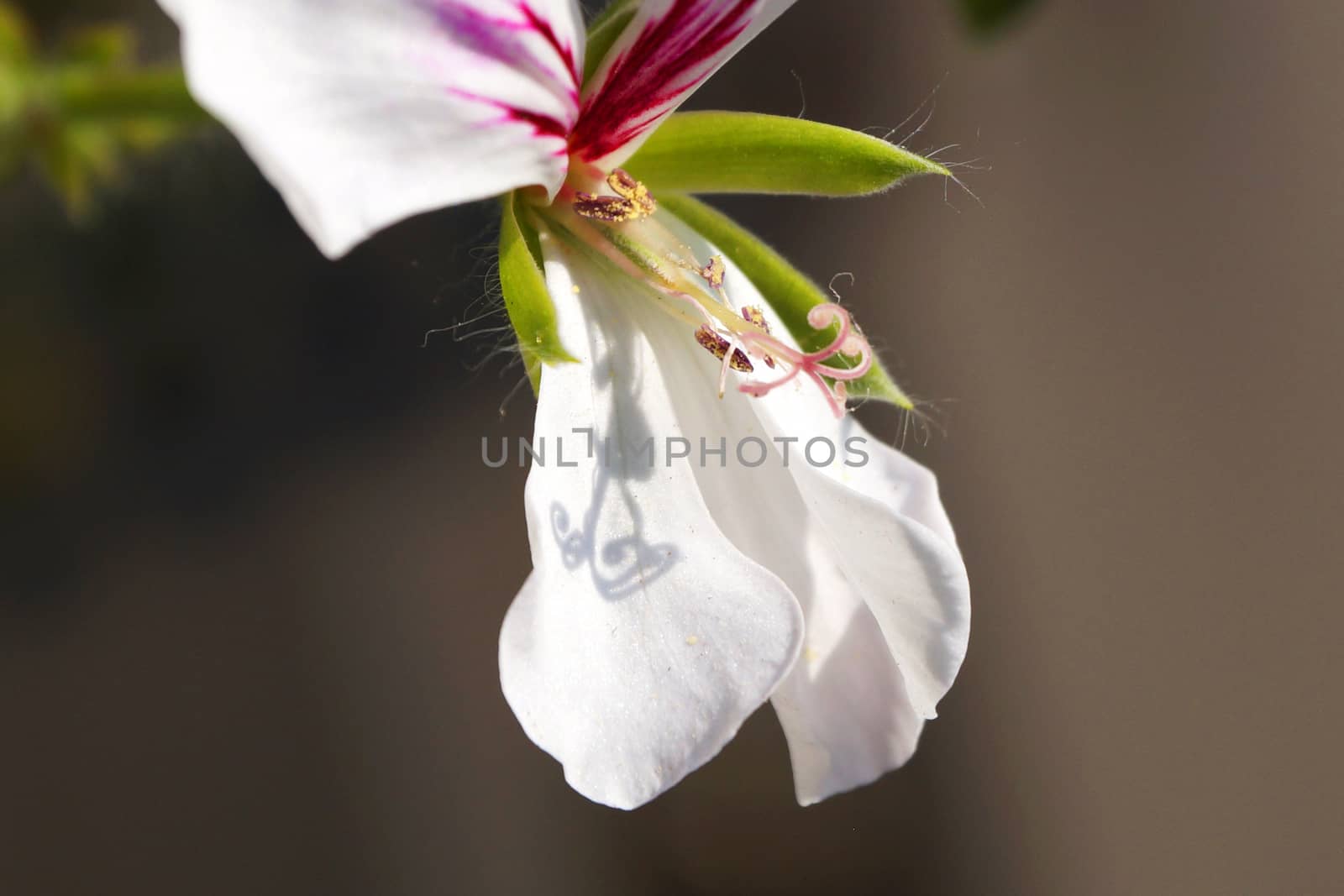 white pelargonium flower close-up on gray background