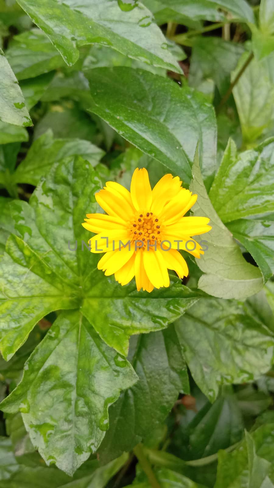 beautiful yellow colored flower with leaf on garden