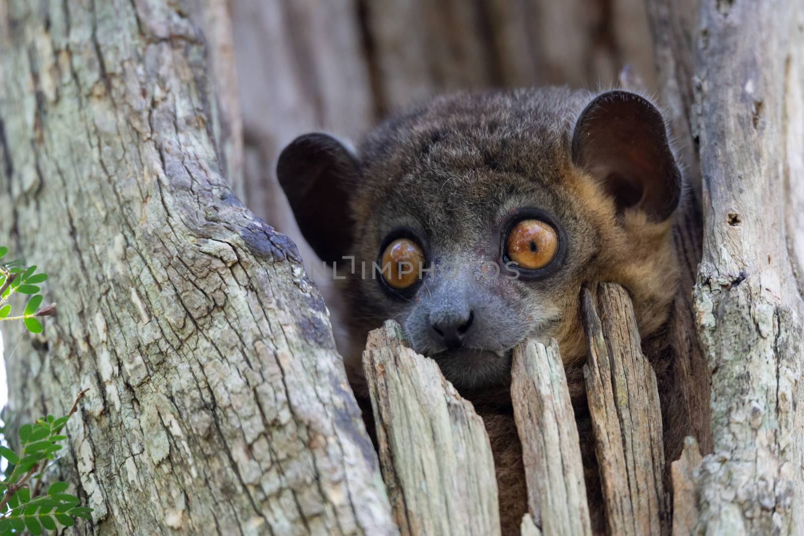 A weasel lemur in a tree hollow looks out curiously.