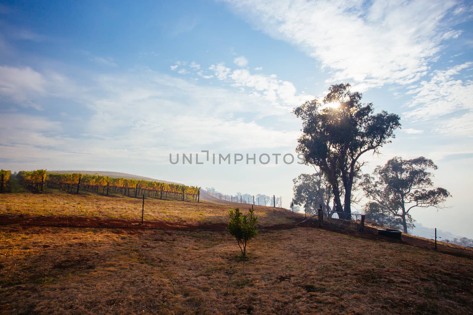 The sun sets over recently picked vines on a warm autum evening in Myrrhee in the King Valley, Victoria, Australia