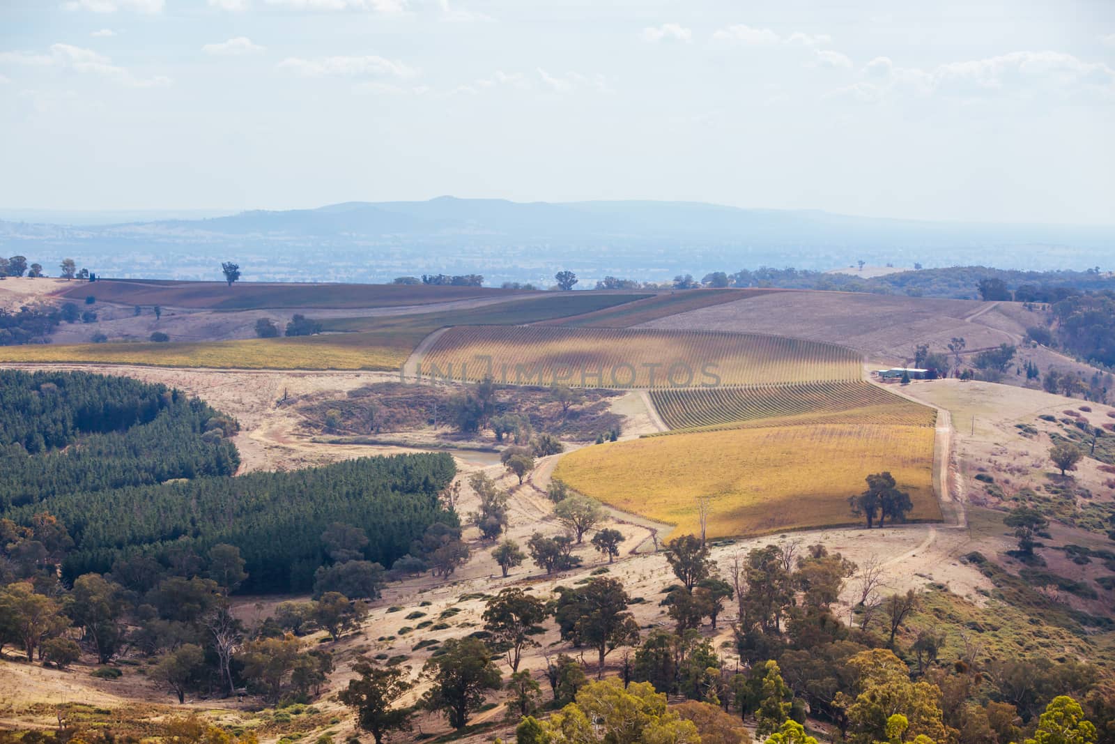 The sun sets over recently picked vines on a warm autum evening in Myrrhee in the King Valley, Victoria, Australia