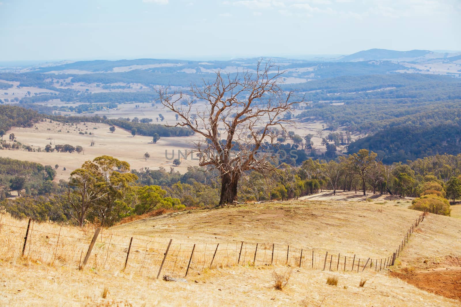 King Valley landscape in the late afternoon in Myrrhee in the King Valley, Victoria, Australia