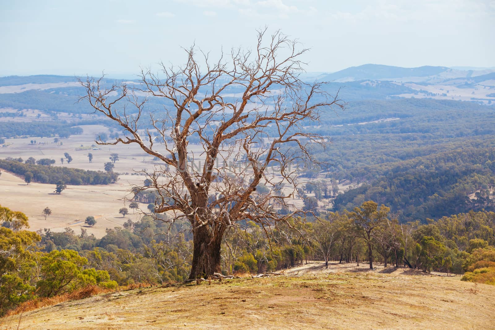 King Valley landscape in the late afternoon in Myrrhee in the King Valley, Victoria, Australia