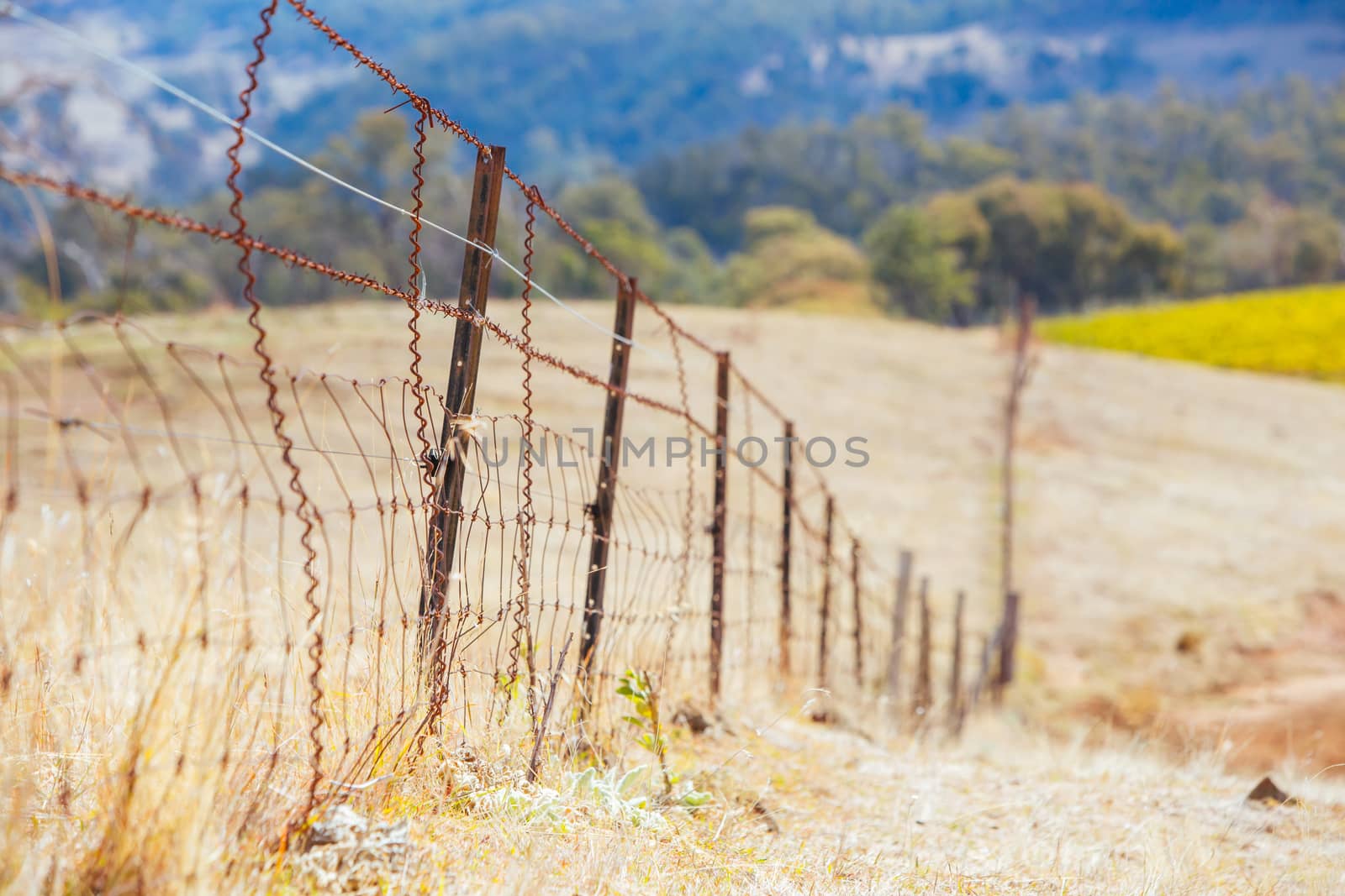 King Valley landscape in the late afternoon in Myrrhee in the King Valley, Victoria, Australia