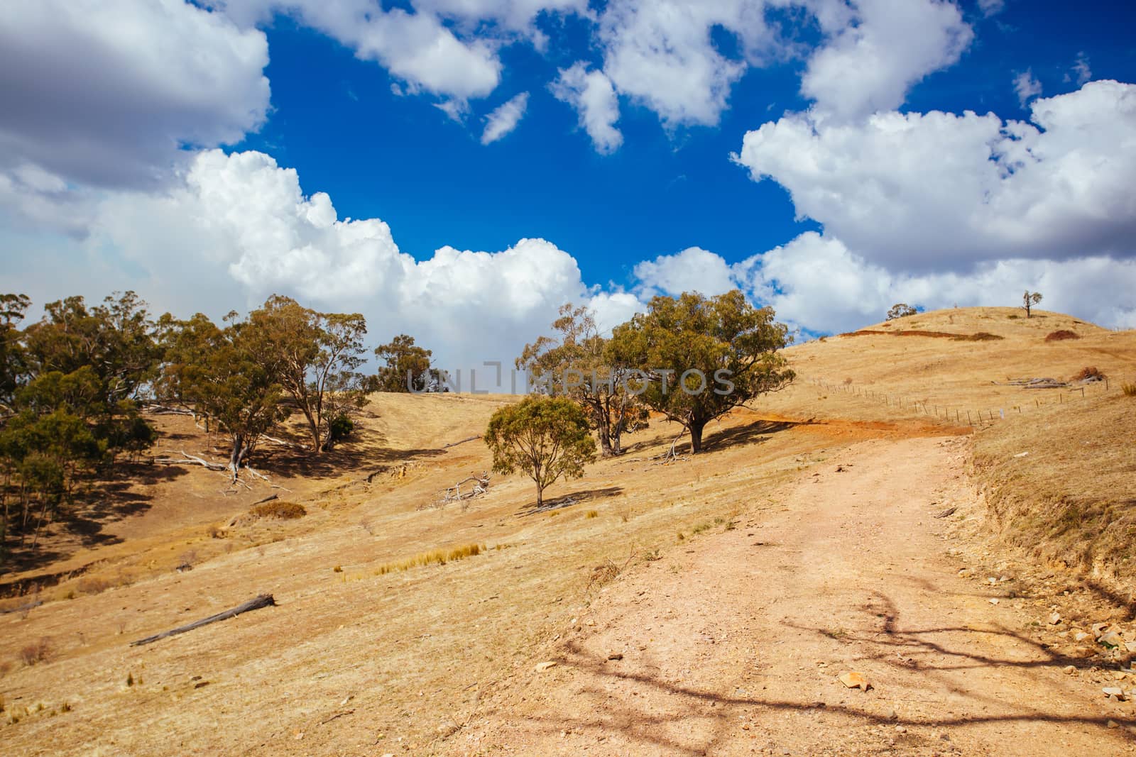 King Valley landscape in the late afternoon in Myrrhee in the King Valley, Victoria, Australia
