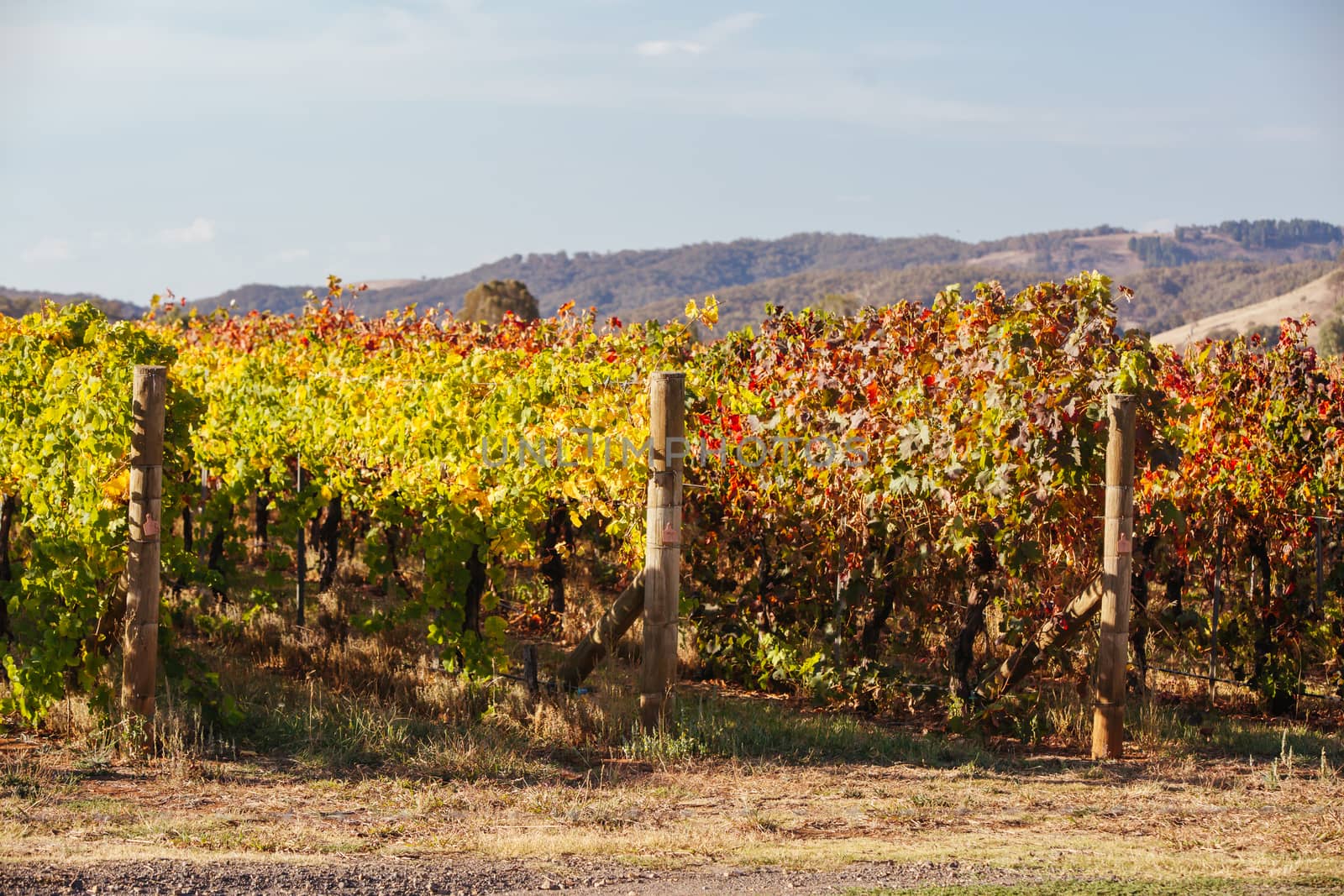 The sun sets over recently picked vines on a warm autum evening in Myrrhee in the King Valley, Victoria, Australia