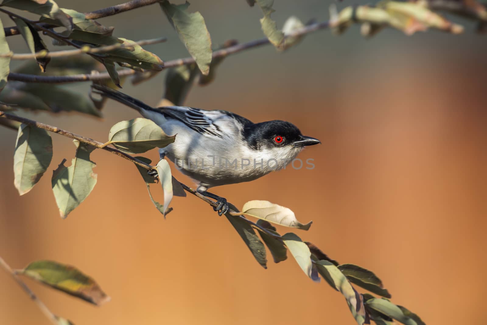 Black backed Puffback standing in a shrub in Kruger National park, South Africa ; Specie Dryoscopus cubla family of Malaconotidae