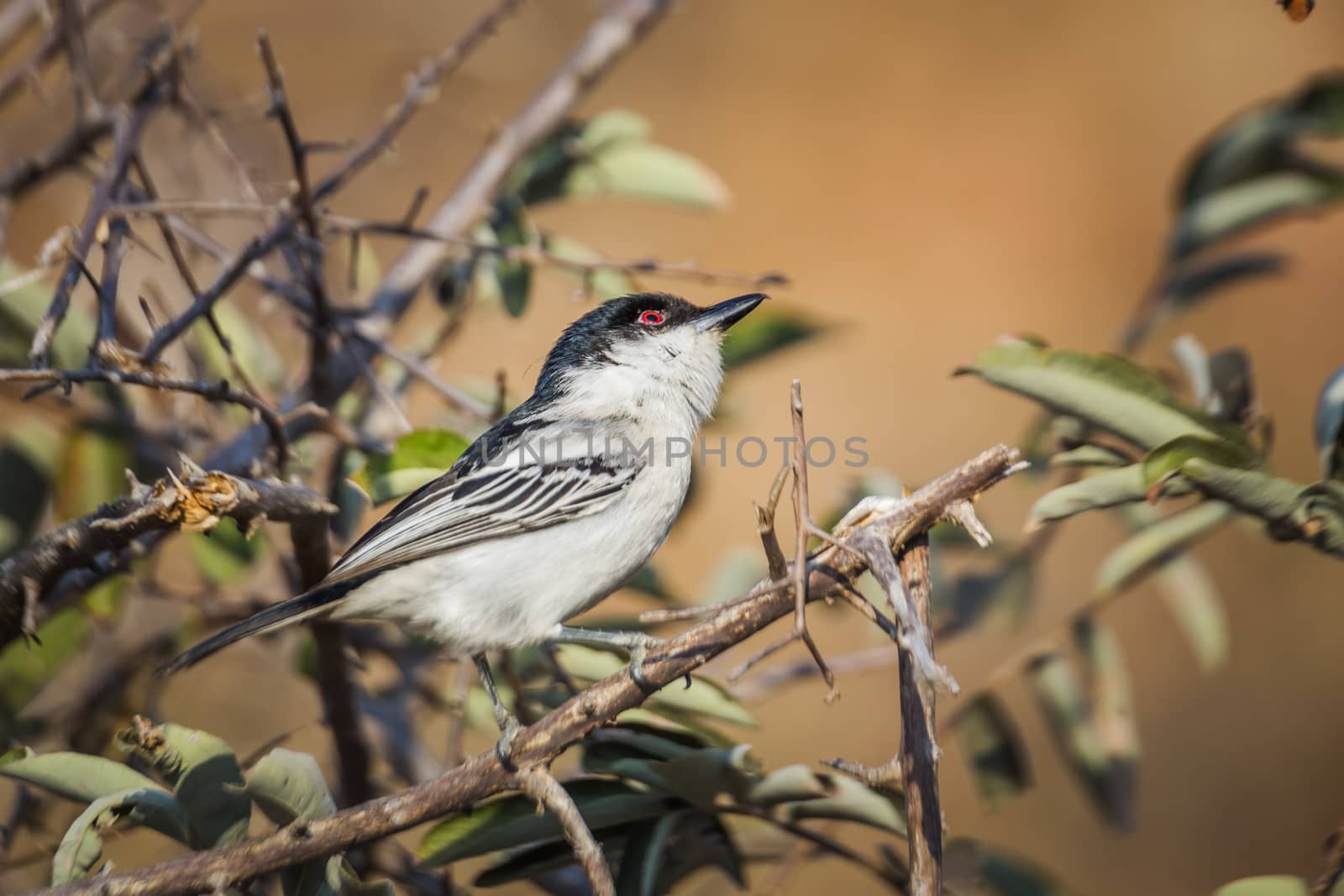 Black backed Puffback standing in a shrub in Kruger National park, South Africa ; Specie Dryoscopus cubla family of Malaconotidae