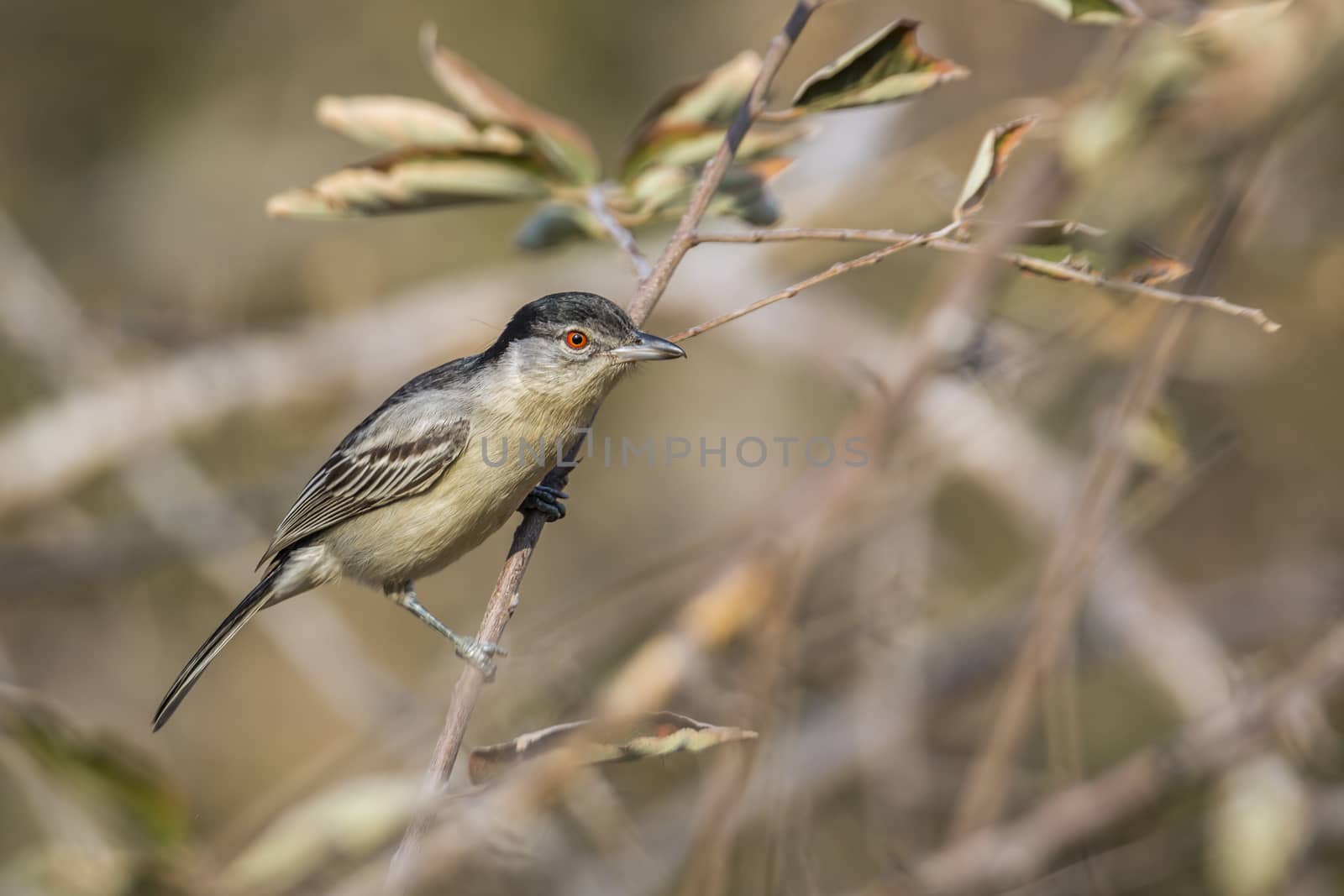 Black backed Puffback juvenile standing on a branch in Kruger National park, South Africa ; Specie Dryoscopus cubla family of Malaconotidae