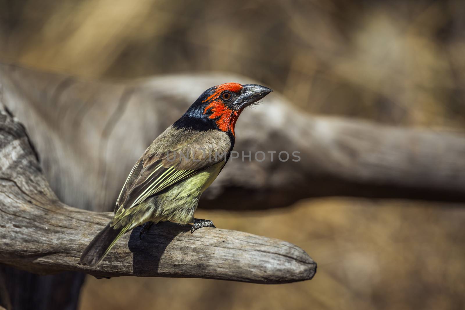 Black collared Barbet standing on a log in Kruger National park, South Africa ; Specie Lybius torquatus family of Ramphastidae