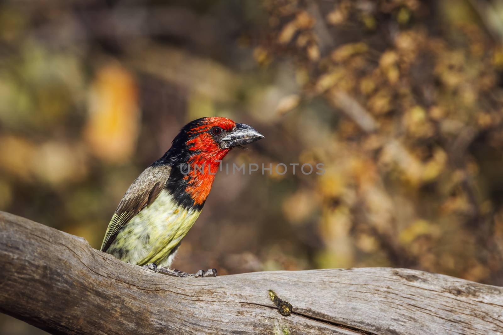 Black collared Barbet standing in a log with fall color background in Kruger National park, South Africa ; Specie Lybius torquatus family of Ramphastidae
