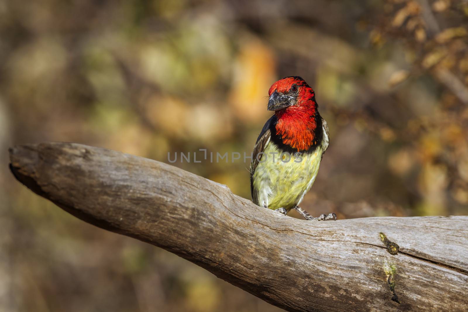 Black collared Barbet standing in a log with fall color background in Kruger National park, South Africa ; Specie Lybius torquatus family of Ramphastidae