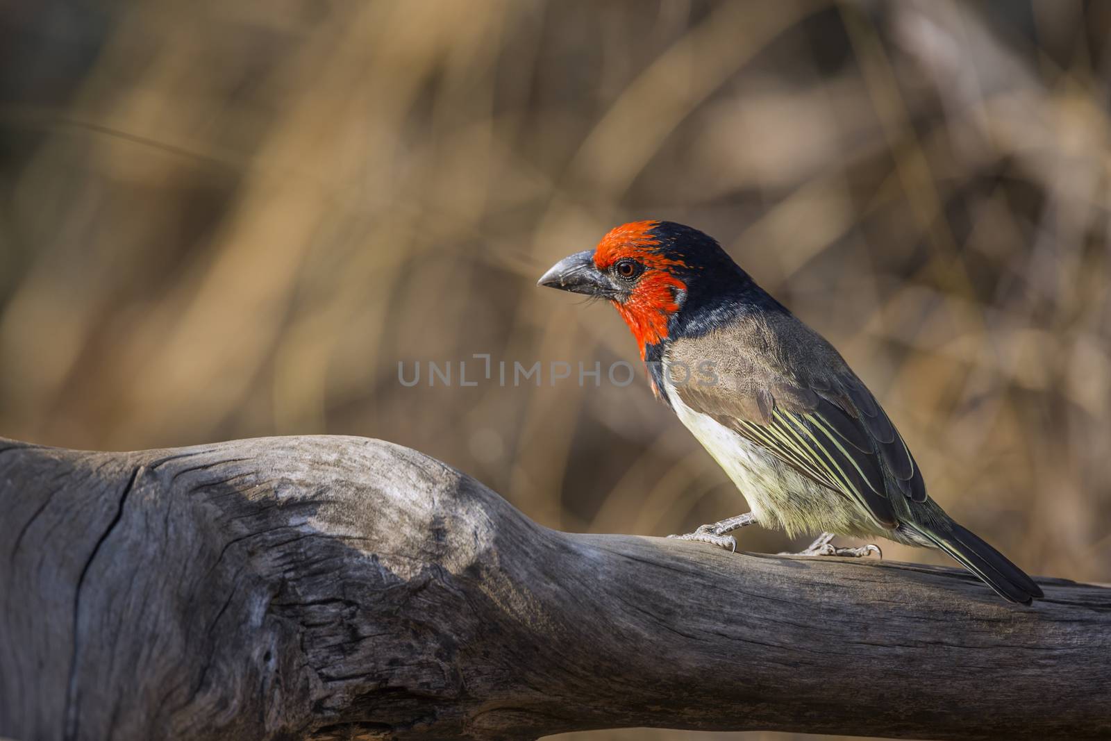 Black collared Barbet standing on a log with fall colors background in Kruger National park, South Africa ; Specie Lybius torquatus family of Ramphastidae