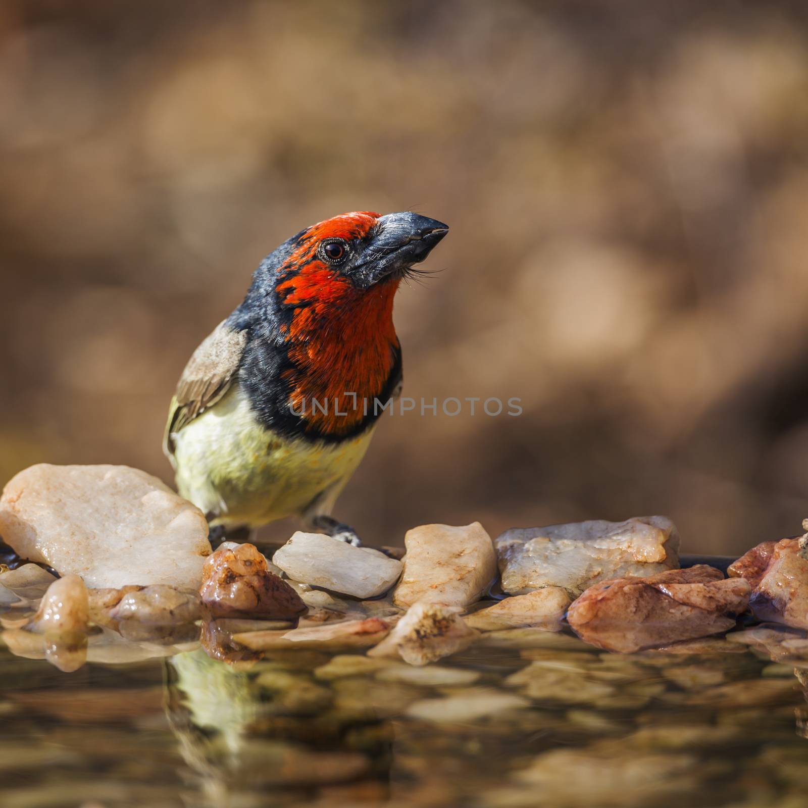 Black collared Barbet in Kruger National park, South Africa by PACOCOMO