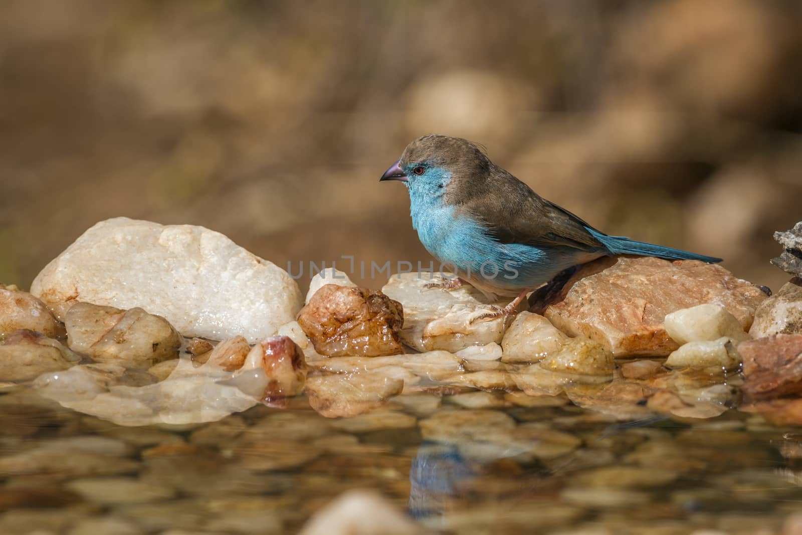 Blue-breasted Cordonbleu standing at waterhole in Kruger National park, South Africa ; Specie Uraeginthus angolensis family of Estrildidae