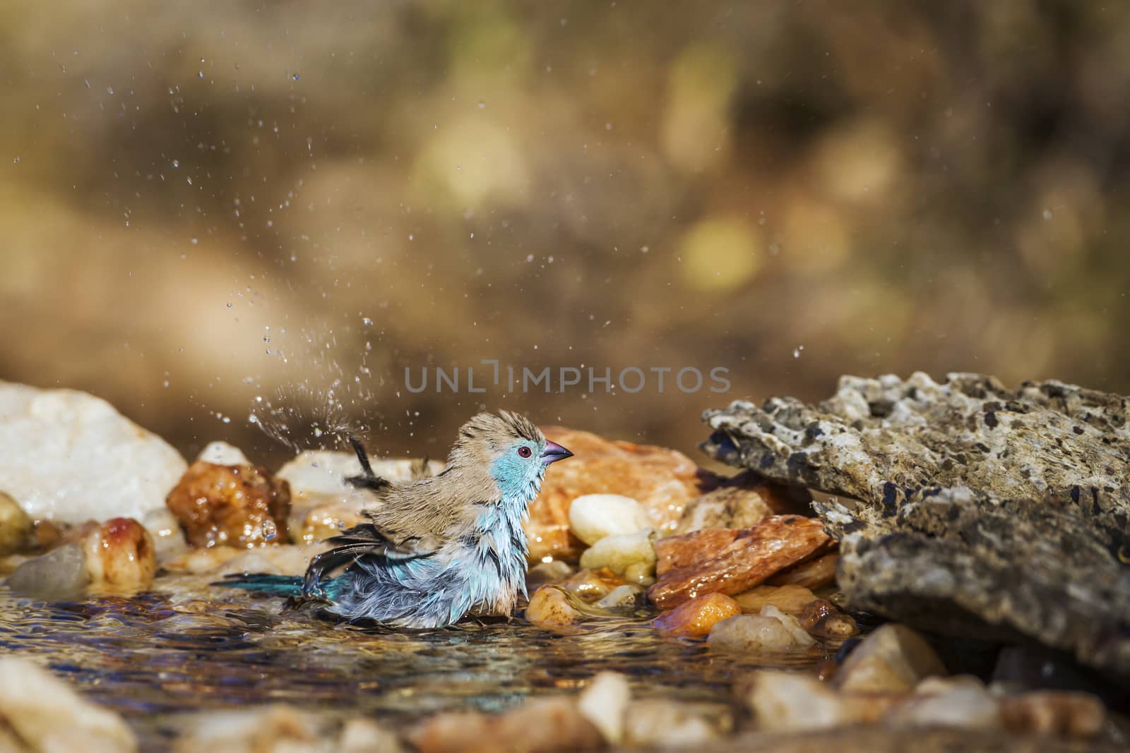 Blue-breasted Cordonbleu bathing in waterhole in Kruger National park, South Africa ; Specie Uraeginthus angolensis family of Estrildidae