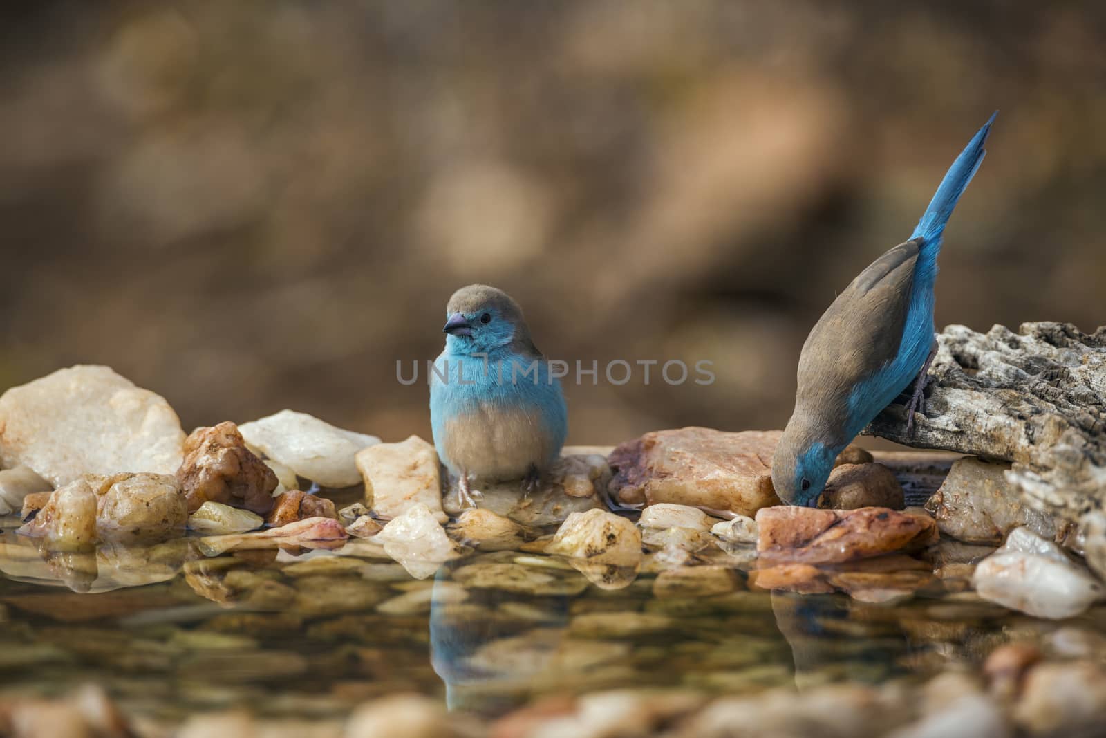 Two Blue-breasted Cordonbleu standing at waterhole in Kruger National park, South Africa ; Specie Uraeginthus angolensis family of Estrildidae