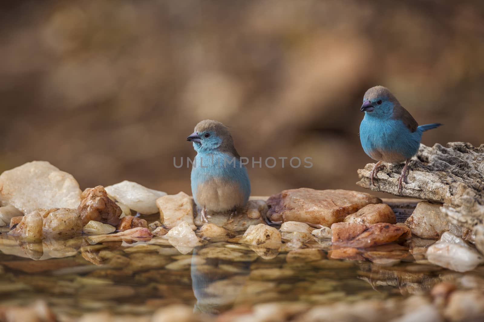 Two Blue-breasted Cordonbleu standing at waterhole in Kruger National park, South Africa ; Specie Uraeginthus angolensis family of Estrildidae