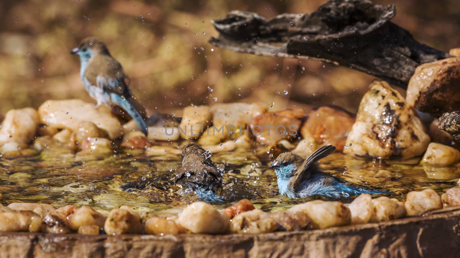 Three Blue-breasted Cordonbleu bathing in waterhole in Kruger National park, South Africa ; Specie Uraeginthus angolensis family of Estrildidae