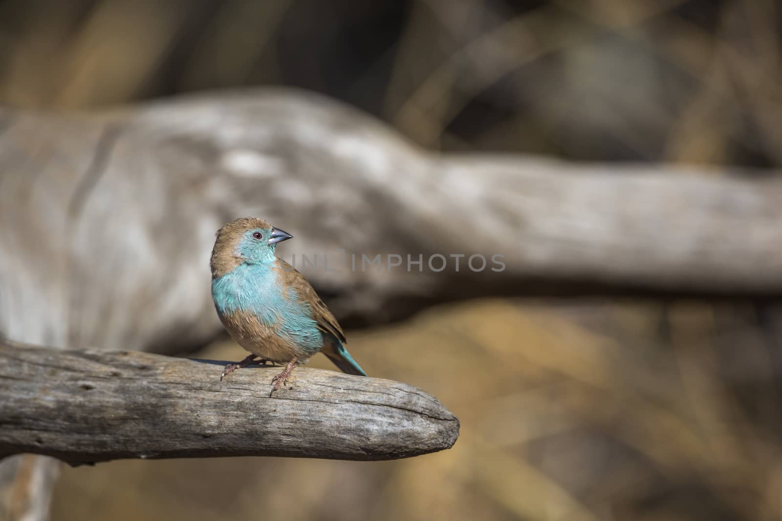 Blue-breasted Cordonbleu standing on a log in Kruger National park, South Africa ; Specie Uraeginthus angolensis family of Estrildidae