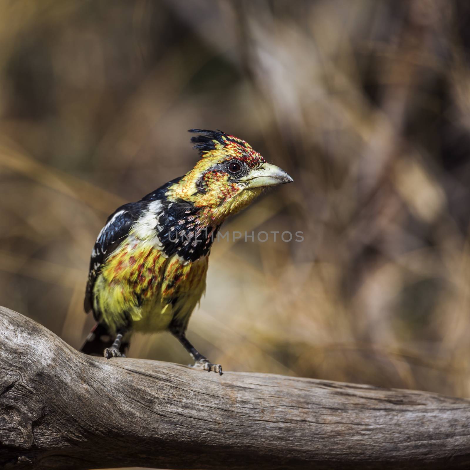 Crested Barbet in Kruger National park, South Africa by PACOCOMO