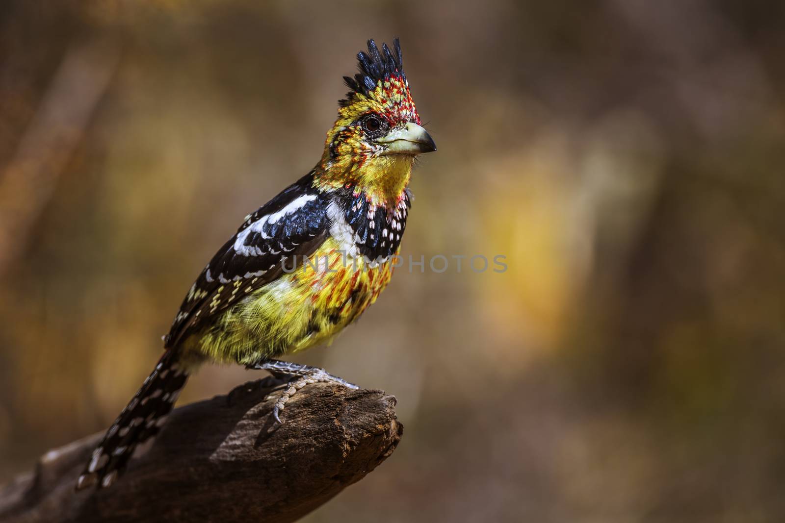Crested Barbet standing on a log with natural background in Kruger National park, South Africa ; Specie Trachyphonus vaillantii family of Ramphastidae