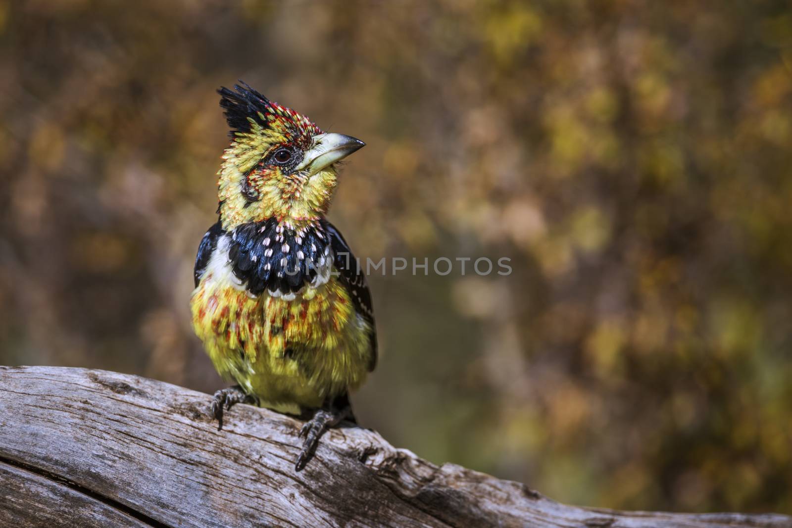 Crested Barbet standing on a log with natural background in Kruger National park, South Africa ; Specie Trachyphonus vaillantii family of Ramphastidae