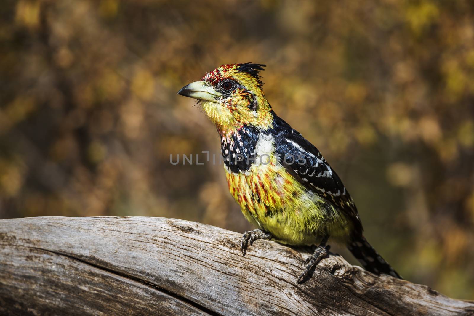 Crested Barbet standing on a log with natural background in Kruger National park, South Africa ; Specie Trachyphonus vaillantii family of Ramphastidae