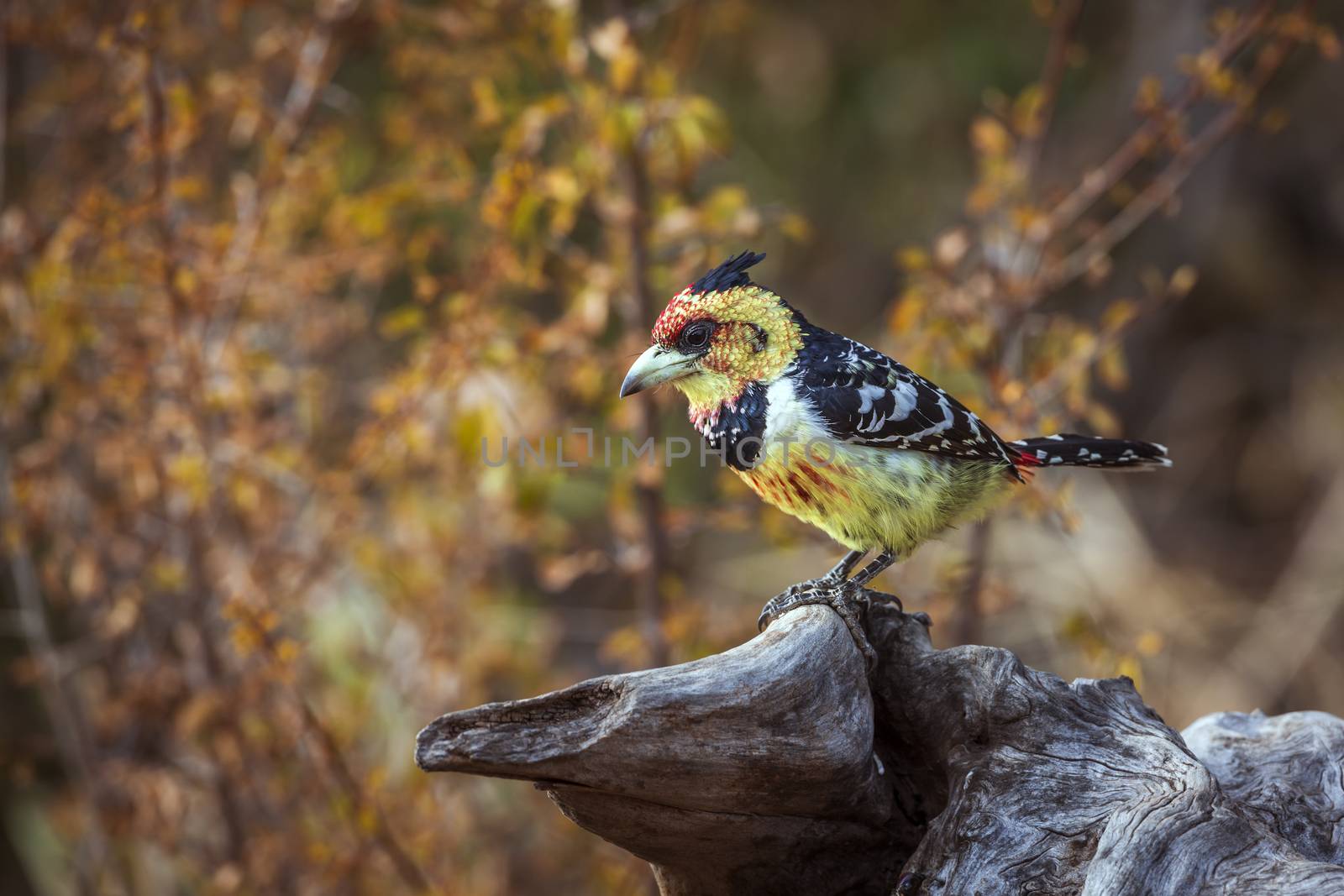 Crested Barbet standing on a log with fall colors background in Kruger National park, South Africa ; Specie Trachyphonus vaillantii family of Ramphastidae