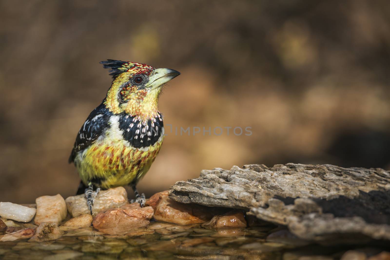 Crested Barbet standing at waterhole in Kruger National park, South Africa ; Specie Trachyphonus vaillantii family of Ramphastidae