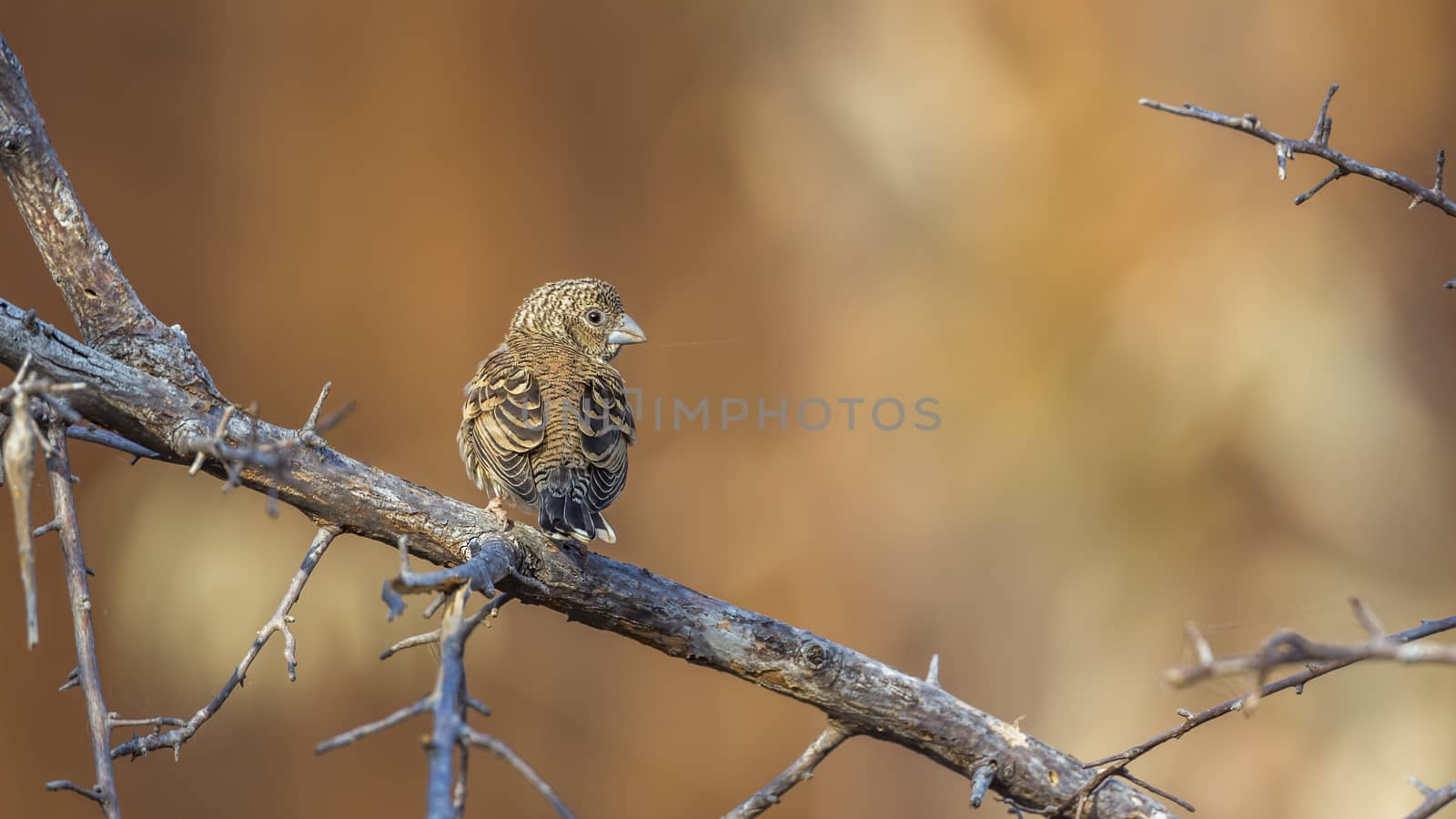 Cut throat finch female standing on a branch rear view in Kruger National park, South Africa ; Specie Amadina fasciata family of Estrildidae