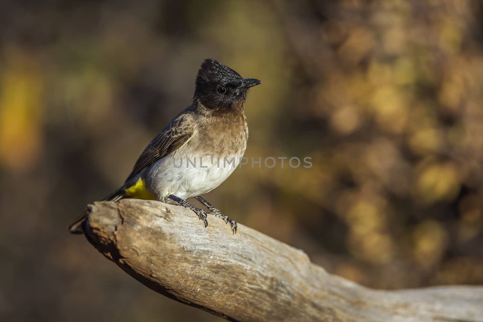 Dark capped Bulbul standing on a log with fall colors backgroud in Kruger National park, South Africa ; Specie Pycnonotus tricolor family of Pycnonotidae