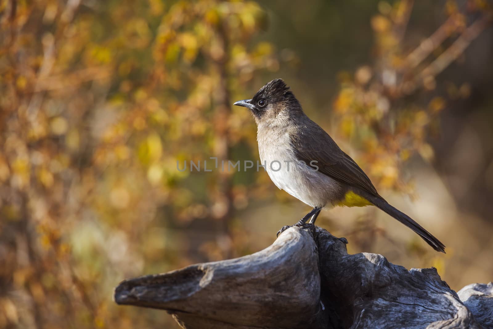 Dark capped Bulbul standing on a log with fall colors background in Kruger National park, South Africa ; Specie Pycnonotus tricolor family of Pycnonotidae