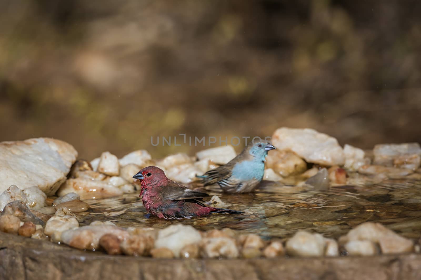 Jameson's firefinch and blue breasted cordon-bleu bathing in waterhone in Kruger National park, South Africa ; Specie Lagonosticta rhodopareia and Uraeginthus angolensis family of Estrildidae
