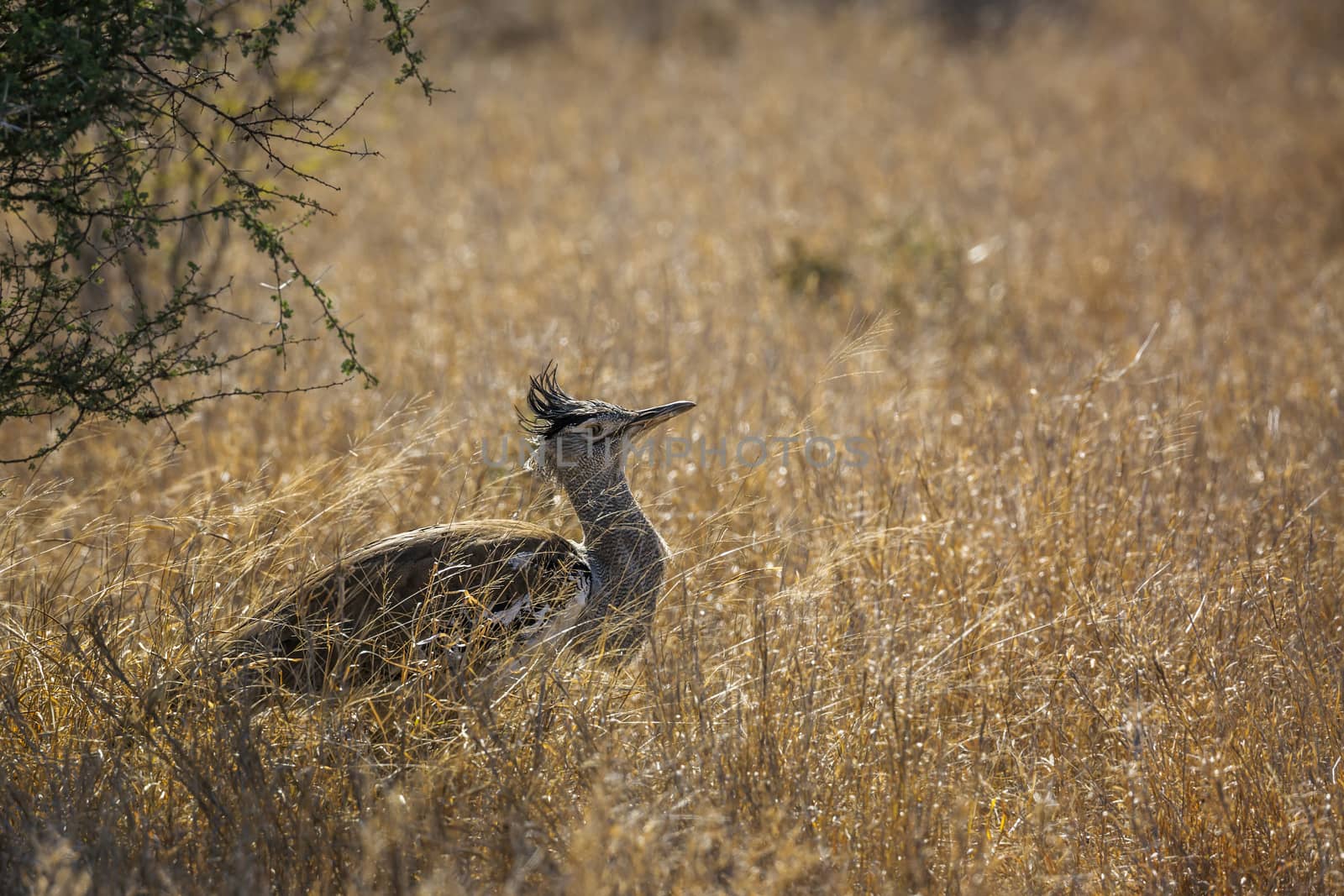 Kori bustard walking in backlit grass in Kruger National park, South Africa ; Specie Ardeotis kori family of Otididae