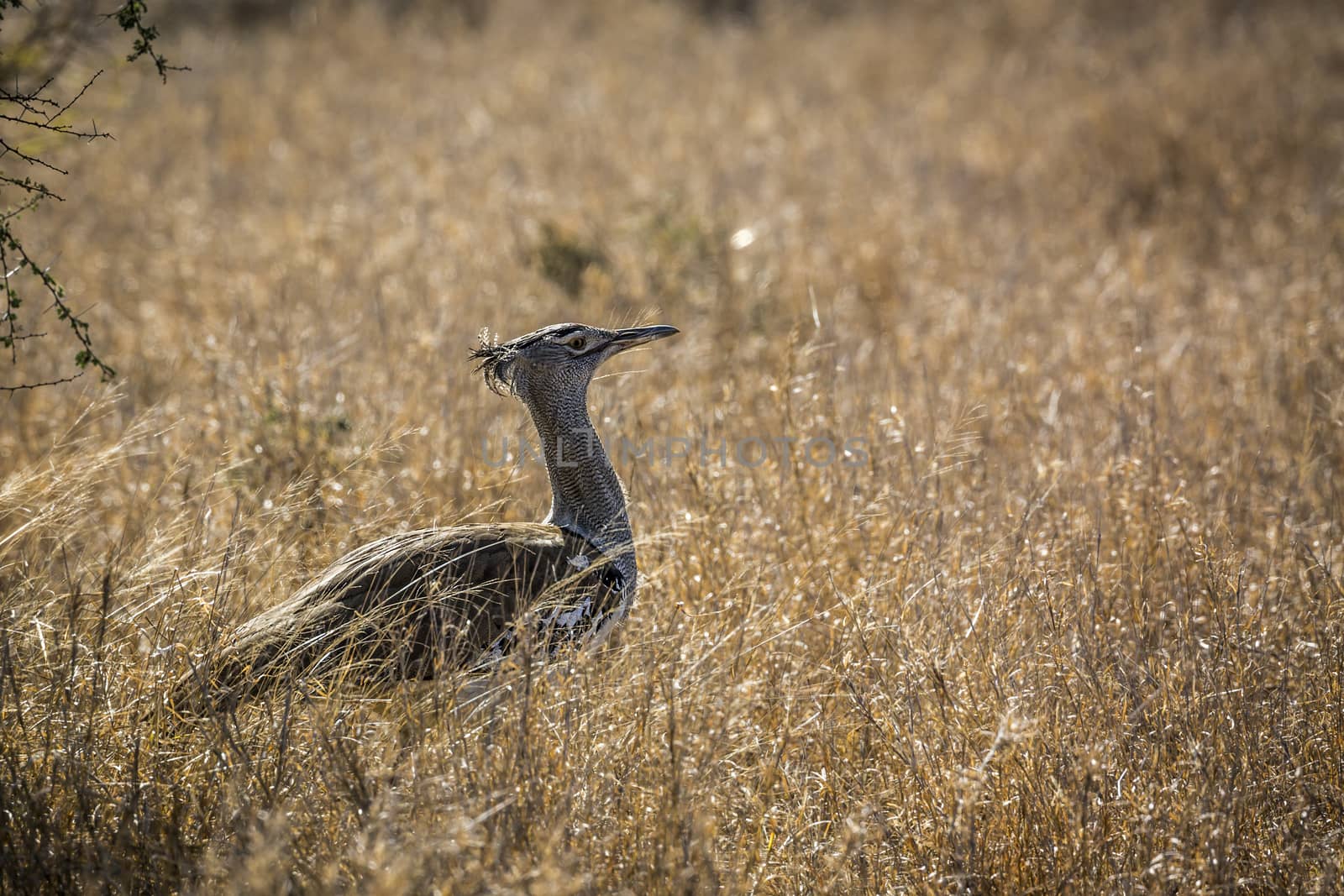 Kori bustard walking in backlit grass in Kruger National park, South Africa ; Specie Ardeotis kori family of Otididae