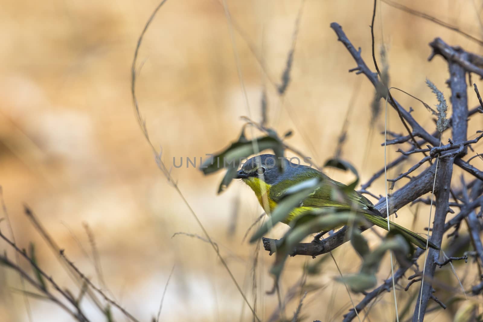 Orange breasted Bushshrike hiding in the bush in Kruger National park, South Africa ; Specie Laniarius brauni family of Malaconotidae