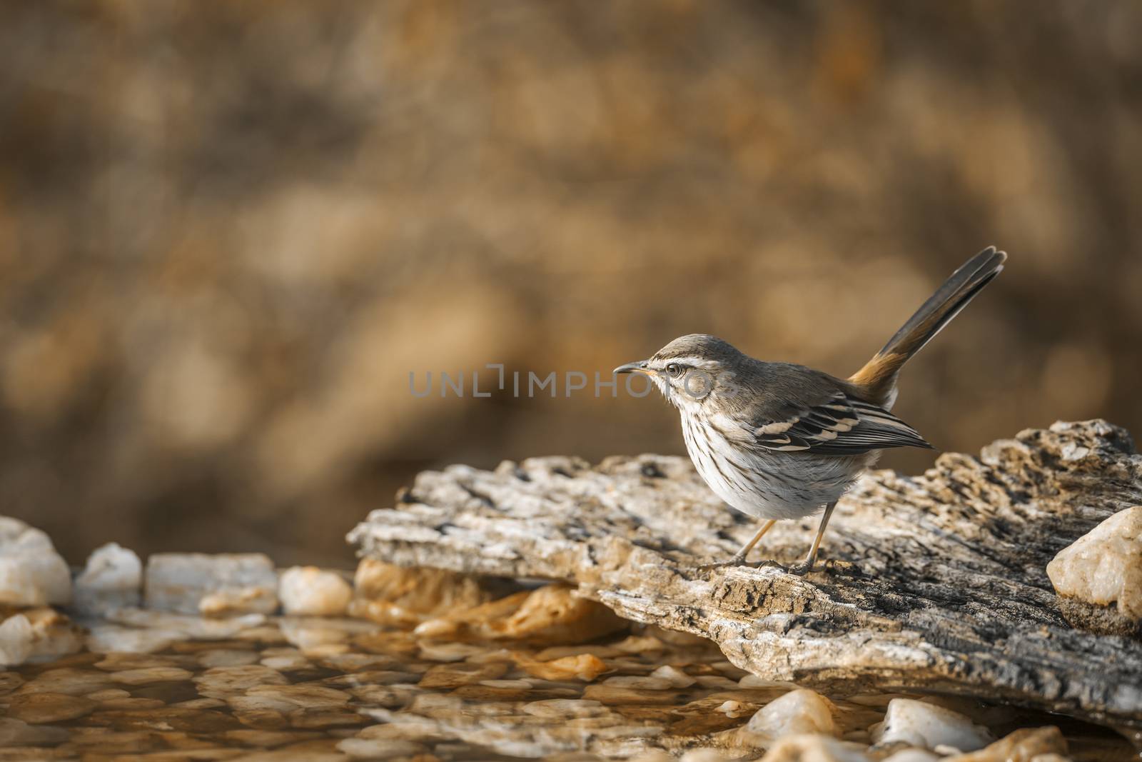Red backed Scrub Robin standing at waterhole in Kruger National park, South Africa; specie Cercotrichas leucophrys family of Musicapidae