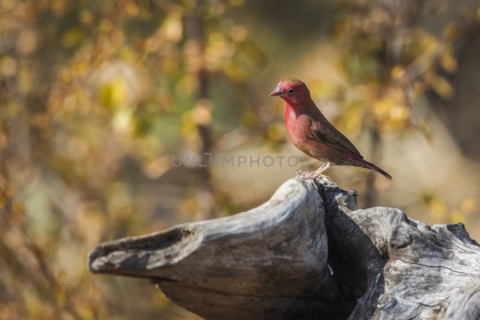 Red-billed Firefinch standing on a log with fall colors background in Kruger National park, South Africa ; Specie family Lagonosticta senegala of Estrildidae