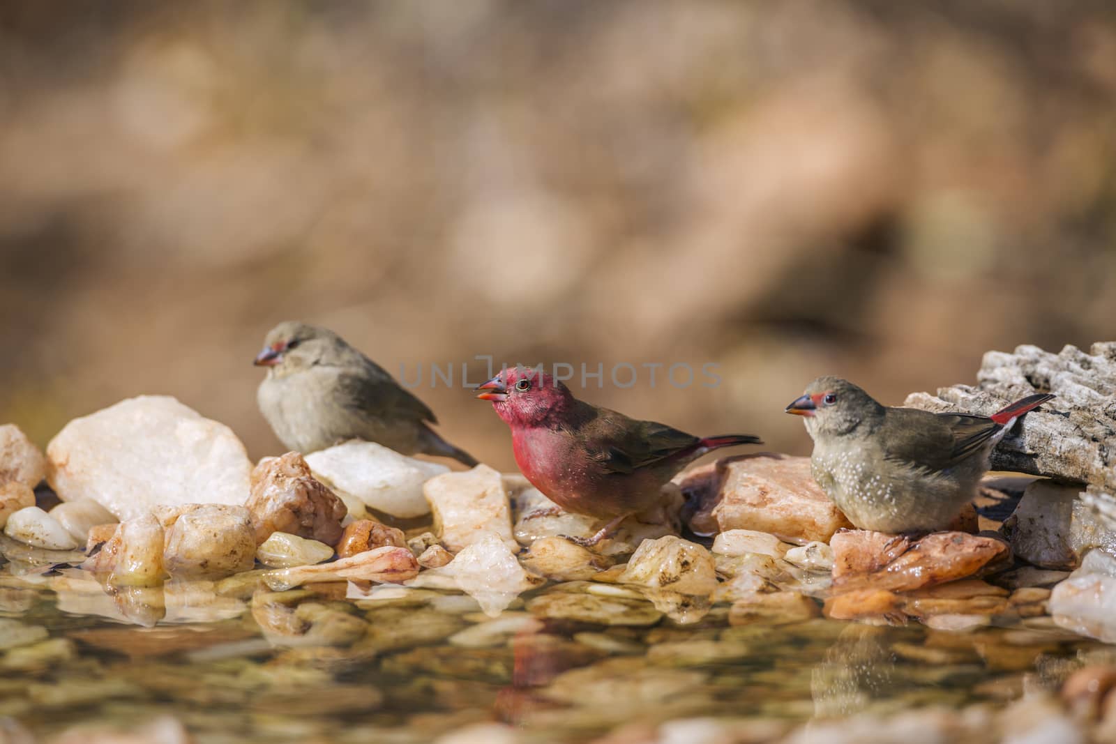 Three Red-billed Firefinch male and female standint in waterhole in Kruger National park, South Africa ; Specie family Lagonosticta senegala of Estrildidae