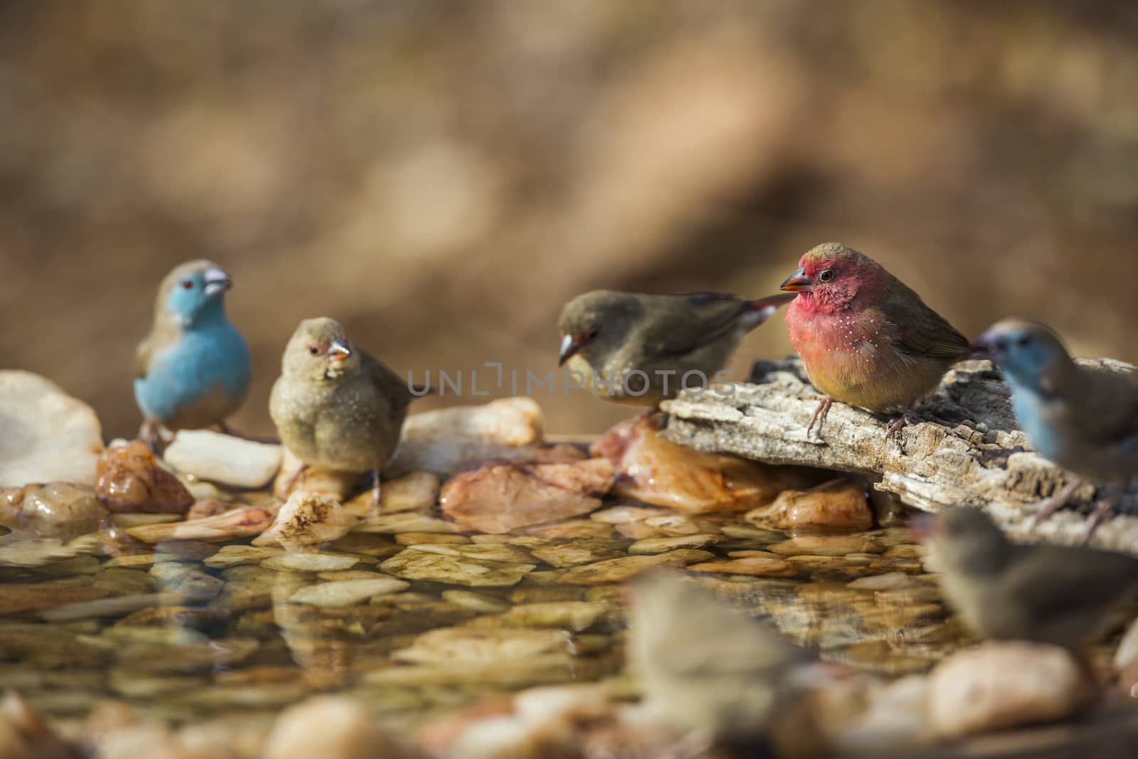 Red-billed Firefinch and Blue breasted Cordonbleu standing in waterhole in Kruger National park, South Africa ; Specie family Lagonosticta senegala of Estrildidae