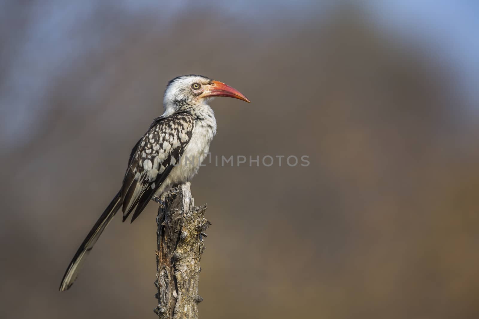 Southern Red billed Hornbill standing on a trunk with natural background in Kruger National park, South Africa ; Specie Tockus rufirostris family of Bucerotidae