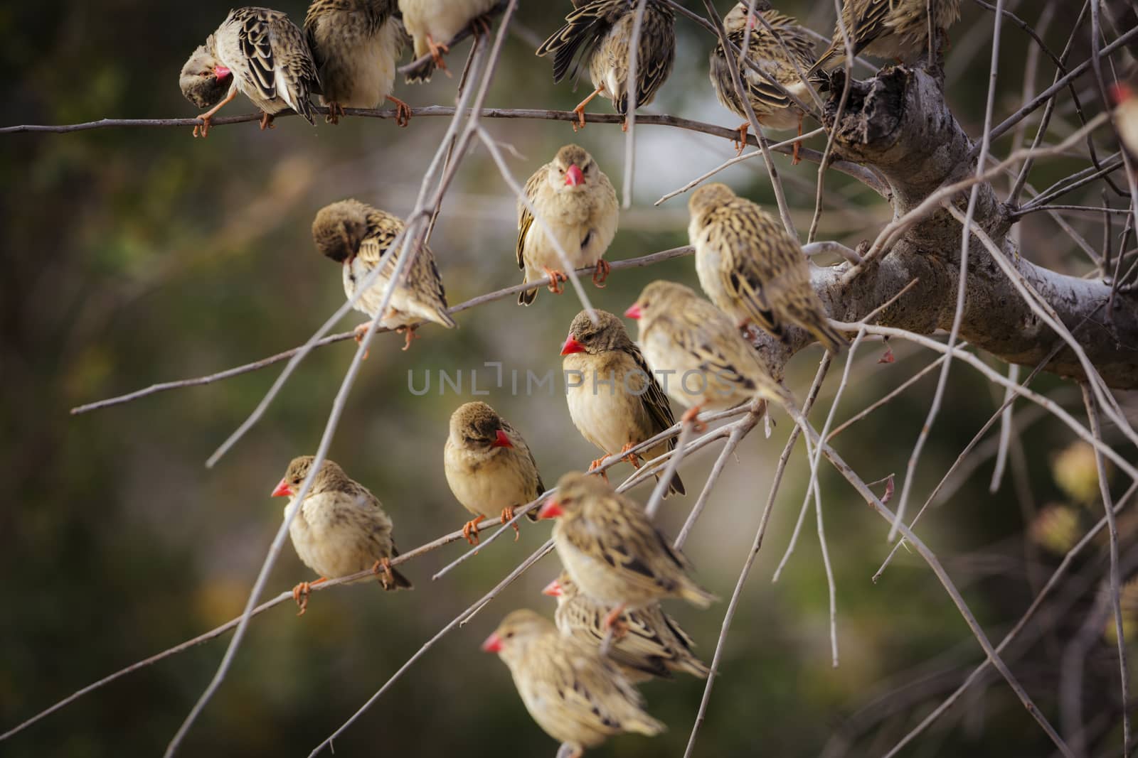 Flock of Red-billed Queleas in a shrub in Kruger National park, South Africa ; Specie Quelea quelea family of Ploceidae