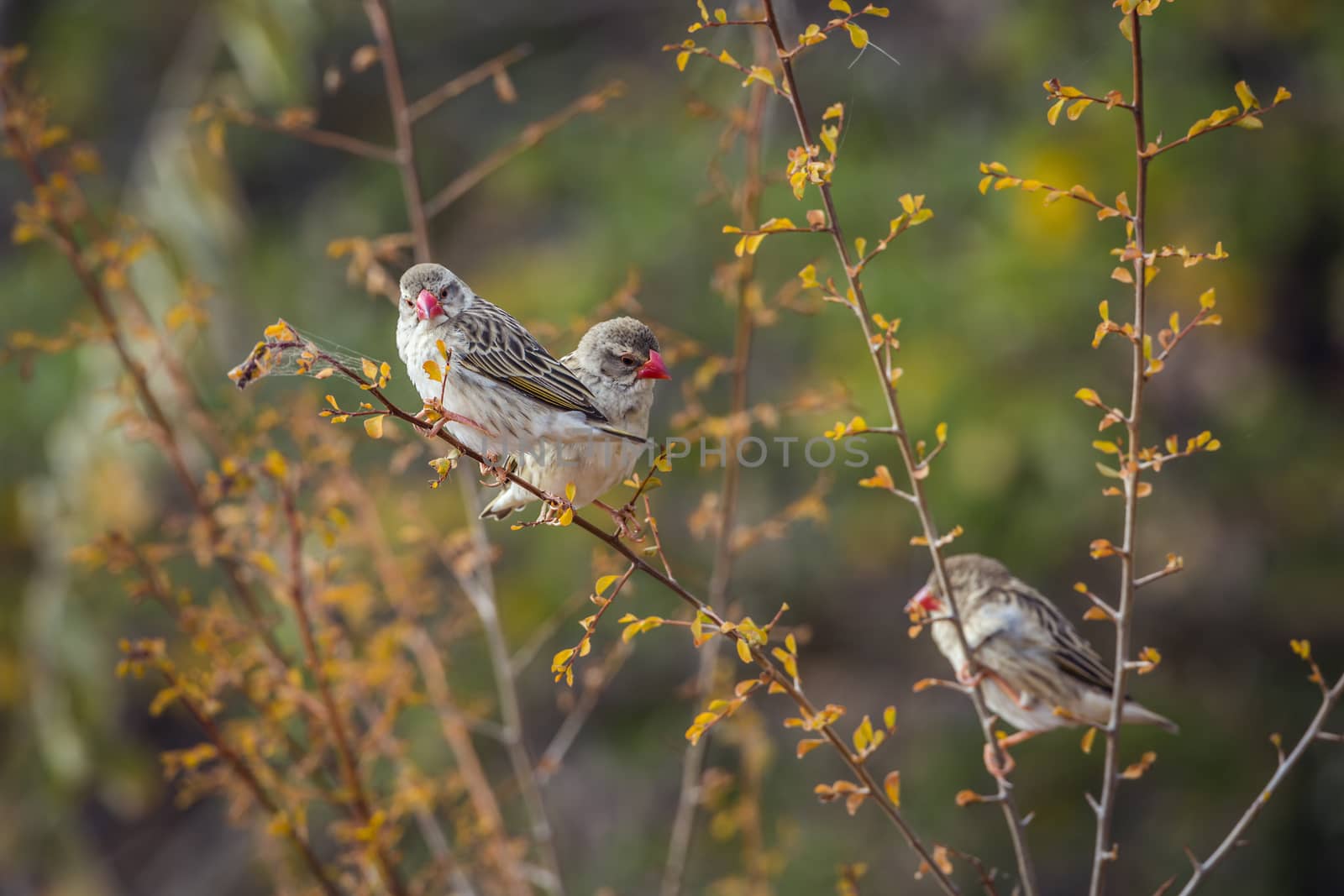 Three Red-billed Queleas in fall colors shrub in Kruger National park, South Africa ; Specie Quelea quelea family of Ploceidae